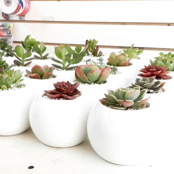Souvenirs empresariales plantas suculentas ceramica pintadas Neea Flora